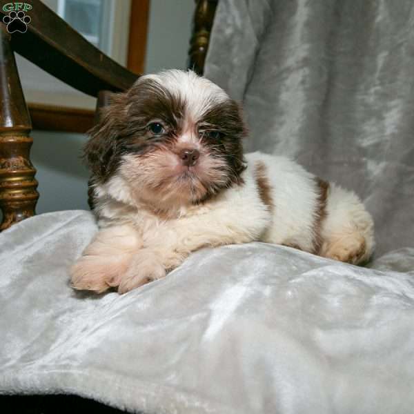 Suzie Q, Shih Tzu Puppy